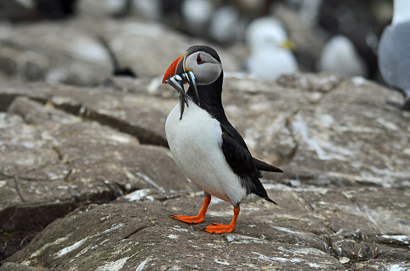 Puffin - Puffins