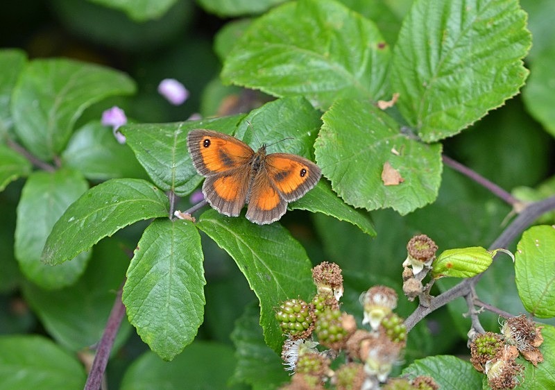 Gatekeeper - Butterflies