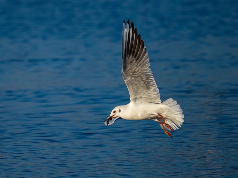 Black-headed Gull - Gulls