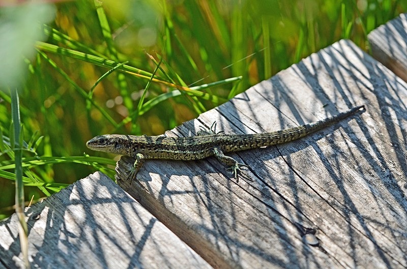 Common Lizard - Lizards