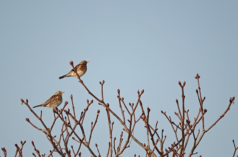 Fieldfares - Thrushes