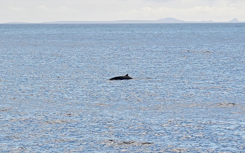 Minke Whale - Reykjavík and Reykjanes peninsula