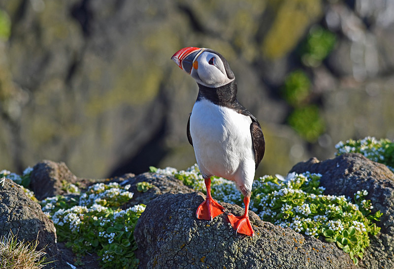 Puffin - Westfjords