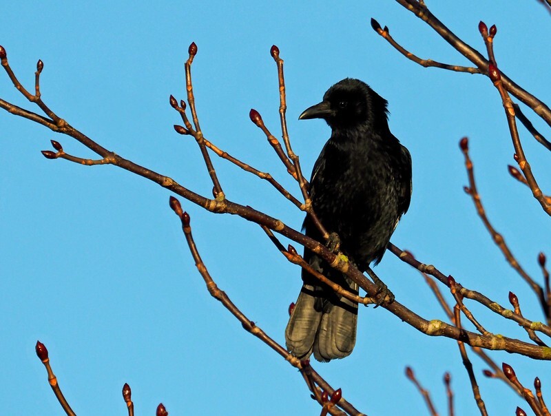 Carrion Crow - Crows