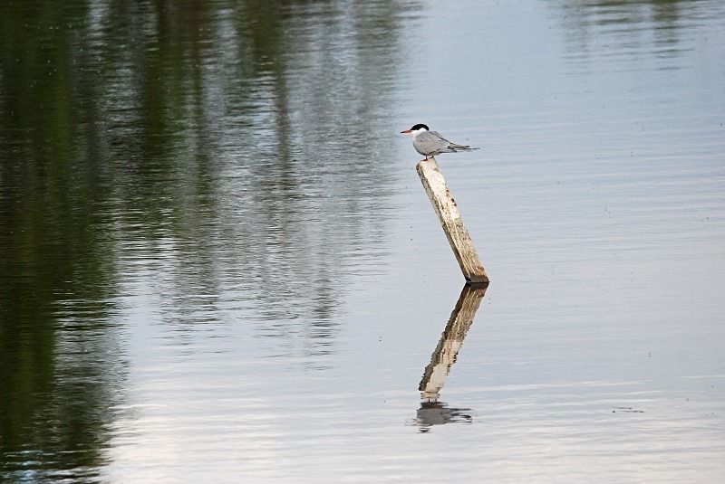 Common Tern - North Finland and north Norway - May and June 2009