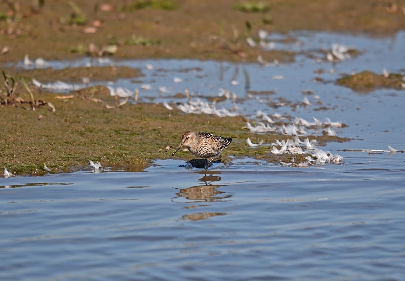 Dunlin - Sandpipers