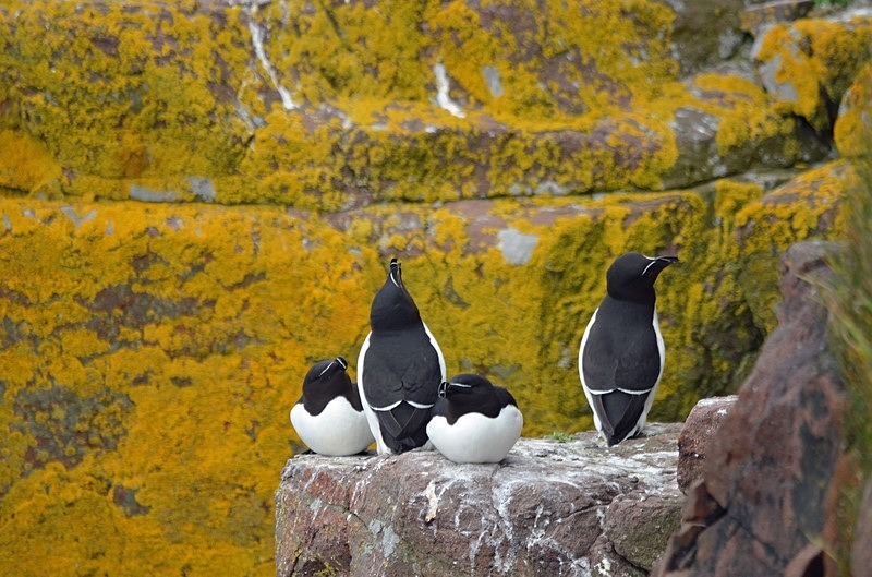 Razorbills - Auks