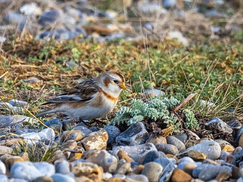 Snow Bunting - Buntings