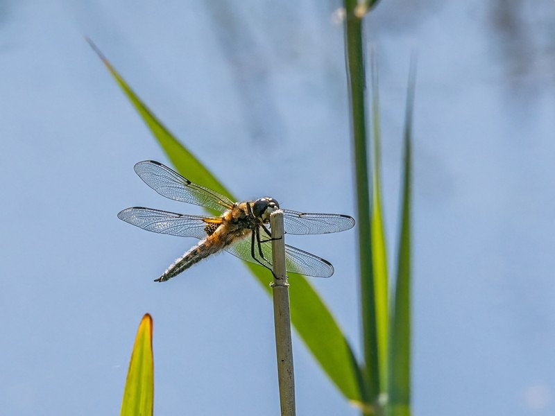 Four-spotted Chaser - Dragonflies and damselflies