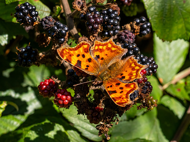 Comma - Latest photos
