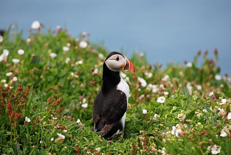 Puffin