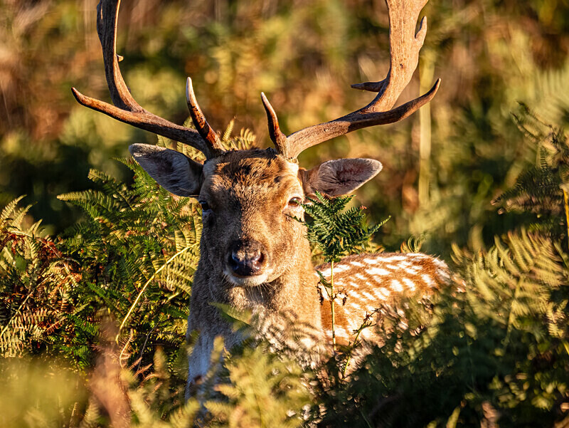 Fallow Deer - Latest photos