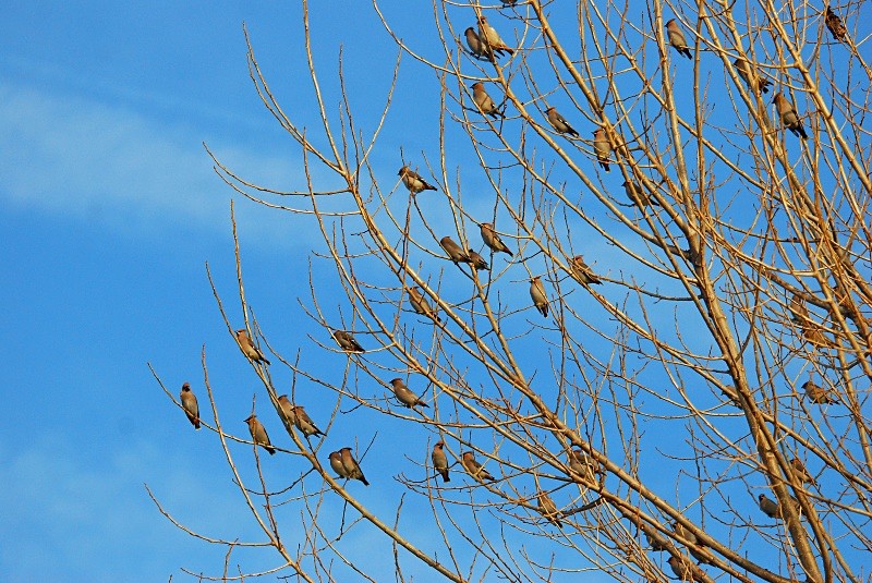 Waxwings - Waxwings