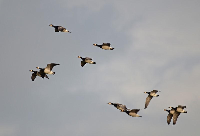 Barnacle Geese - Black geese