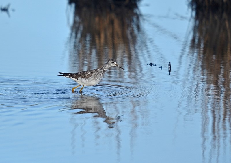 Lesser Yellowlegs - Sandpipers