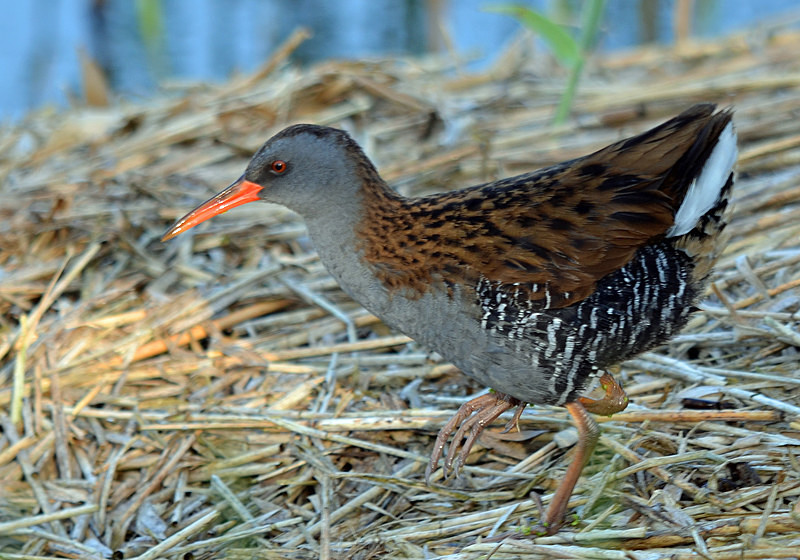 Water Rail - Crakes and rails