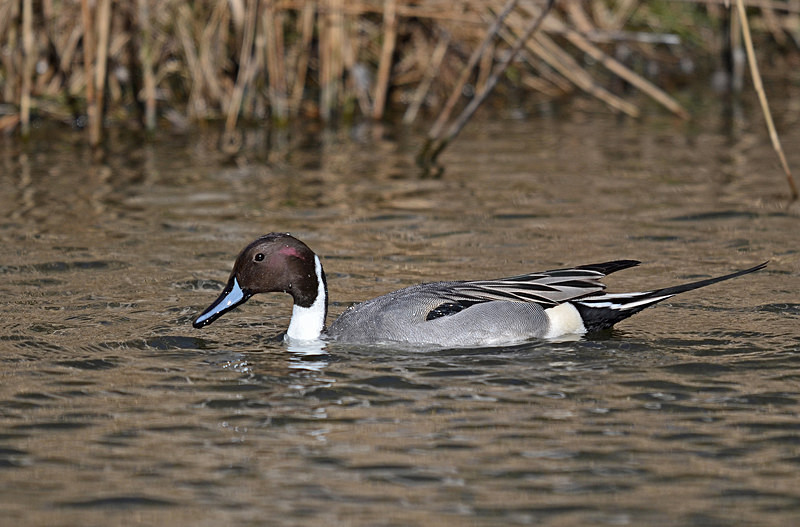 Pintail - Dabbling ducks