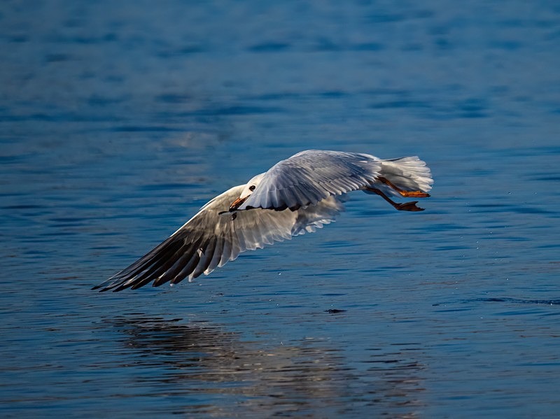 Black-headed Gull - Gulls