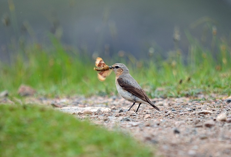 Northern Wheatear - Chats