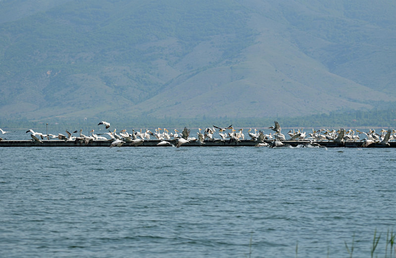 White Pelicans - West Macedonia
