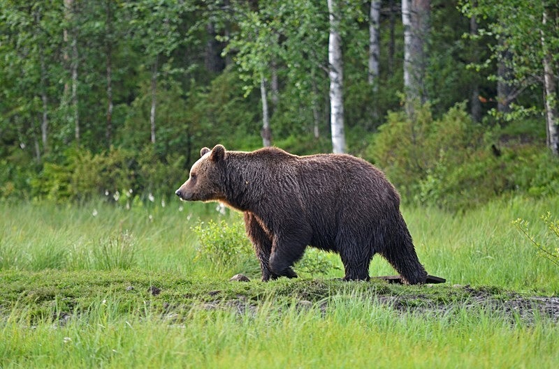 Brown Bear - North Finland - part 2