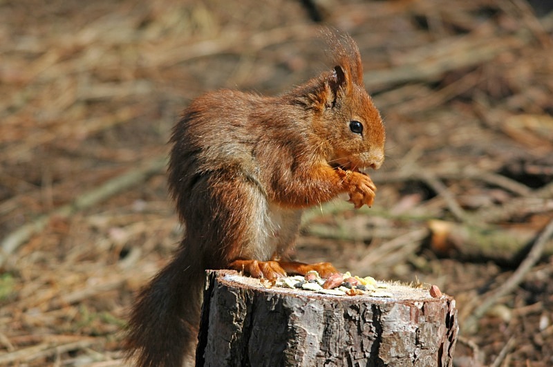 Red Squirrel - Red Squirrels