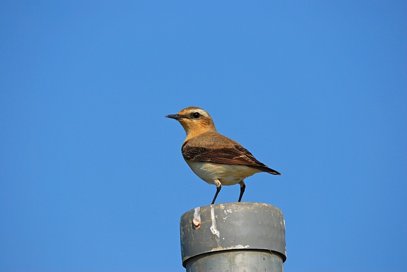 Northern Wheatear - Chats