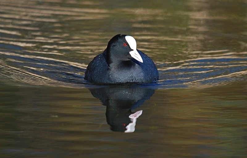 Coot - Crakes and rails