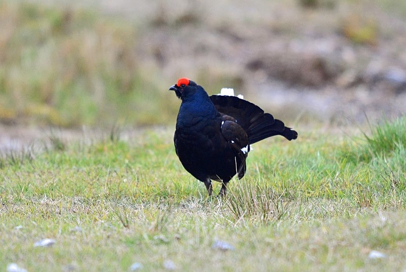 Black Grouse - Game birds