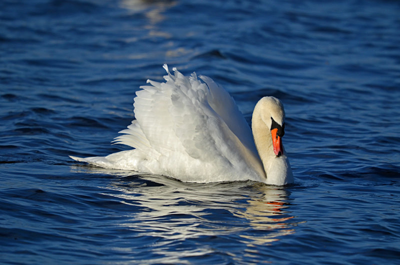 Mute Swan - Mute Swans