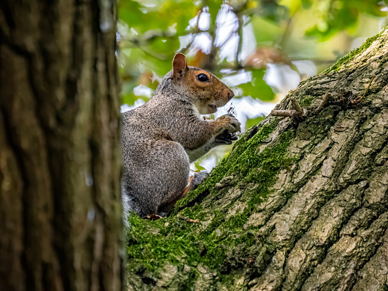 Grey Squirrel - Latest photos