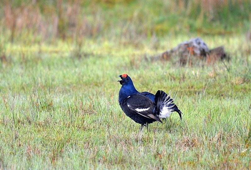Black Grouse - Game birds