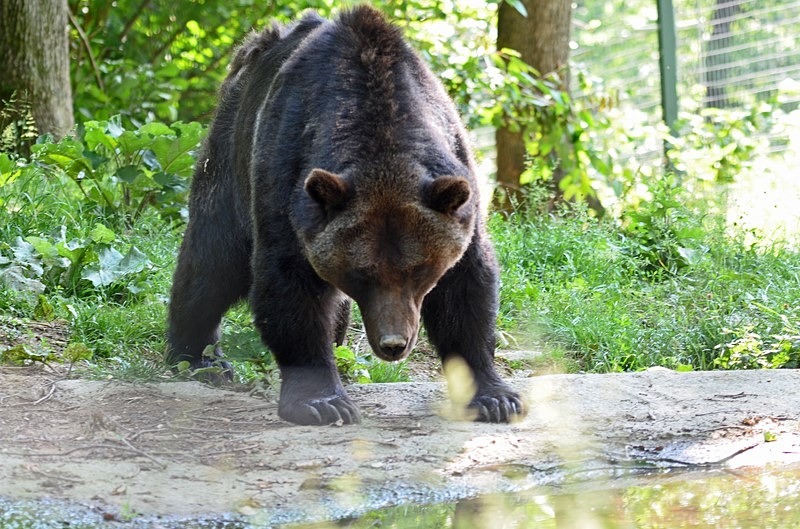 Brown Bear, Libearty Bear Sanctuary, Zărneşti, Brașov County, Romania - Romania