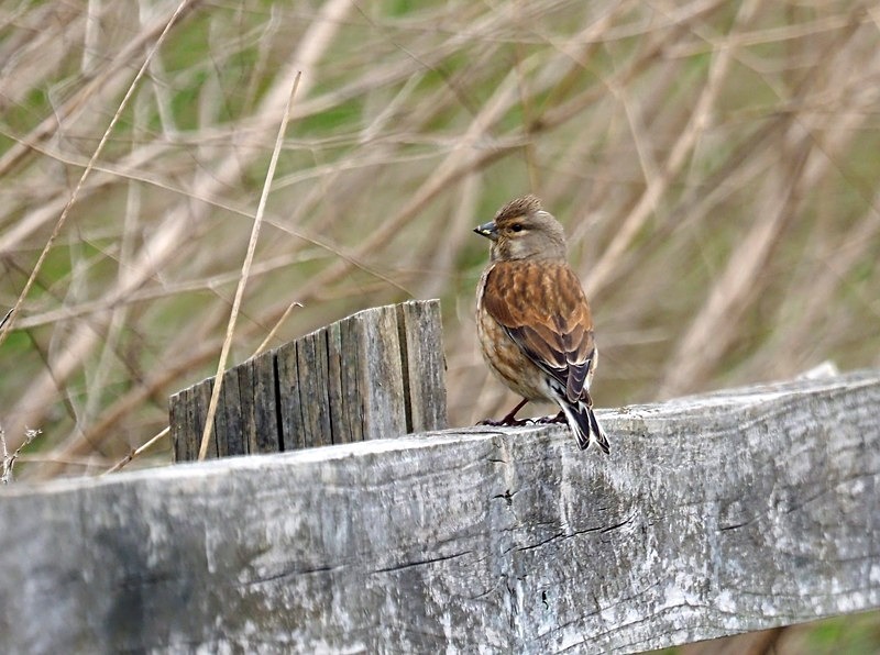 Linnet - Finches