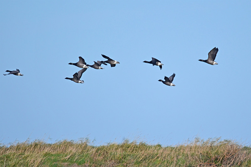 Dark-bellied Brent Geese - Black geese