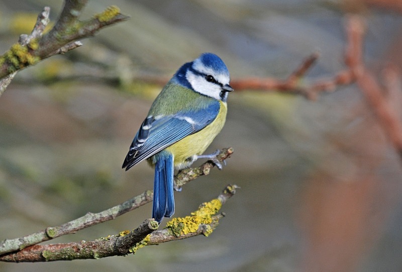 January 2009 - Blue Tit - Photos of the month