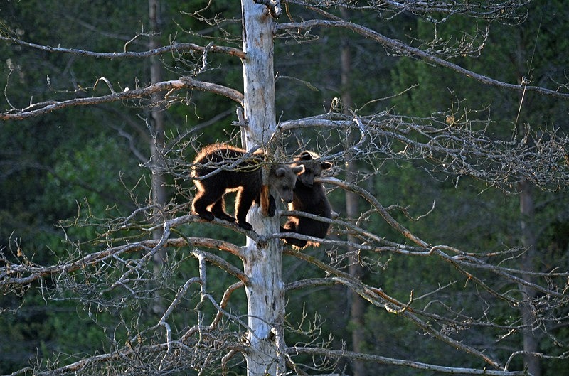 Brown Bear cubs - North Finland - part 2