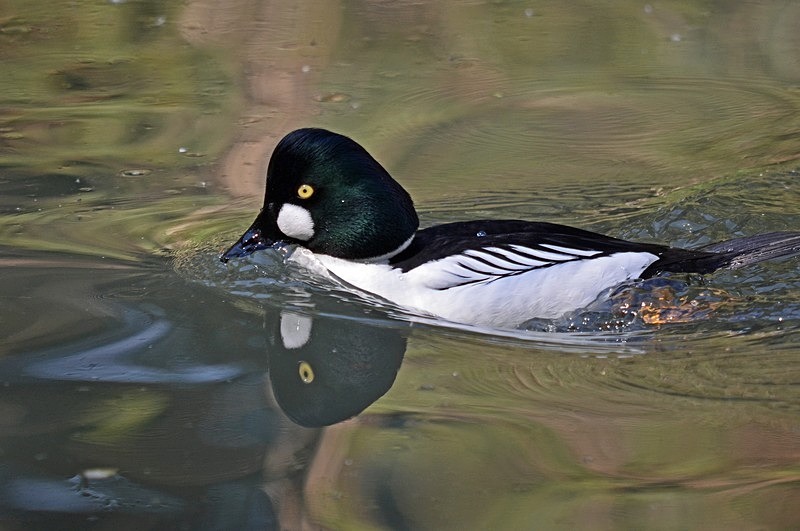 Goldeneye - Diving ducks