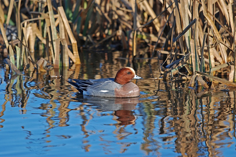 Wigeon - Dabbling ducks