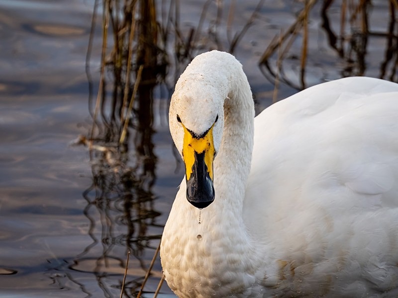 Whooper Swan - Whooper and Bewick's Swans