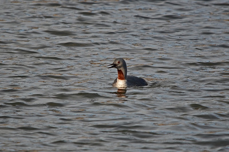 Red-throated Diver - Snæfellsnes peninsula