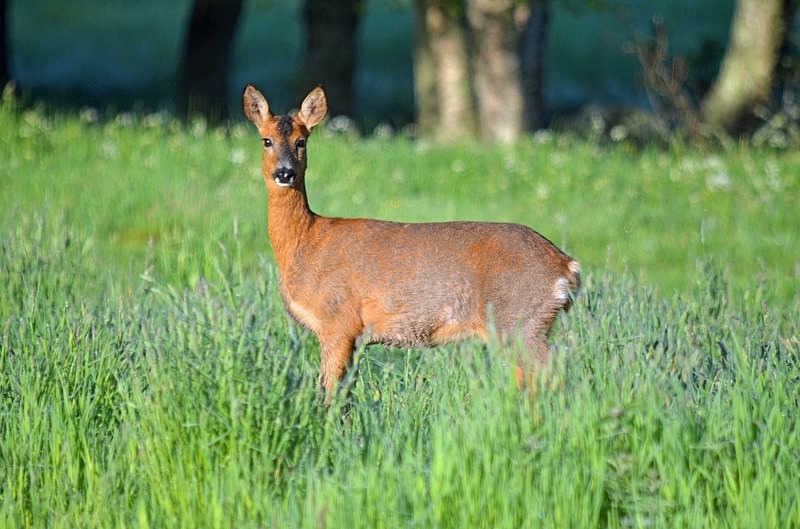 Roe Deer - Roe Deer
