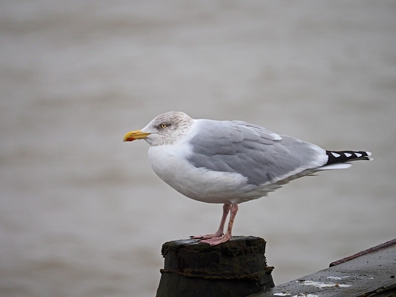 Herring Gull - Gulls