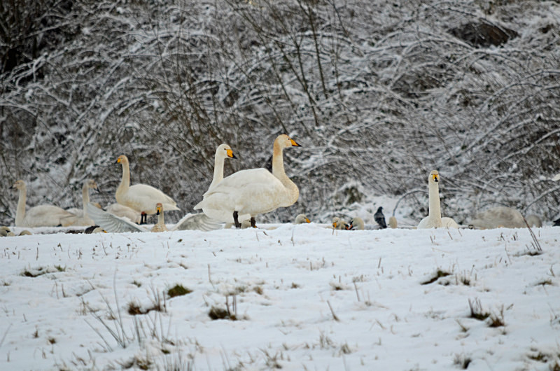 Whooper Swan - Whooper and Bewick's Swans