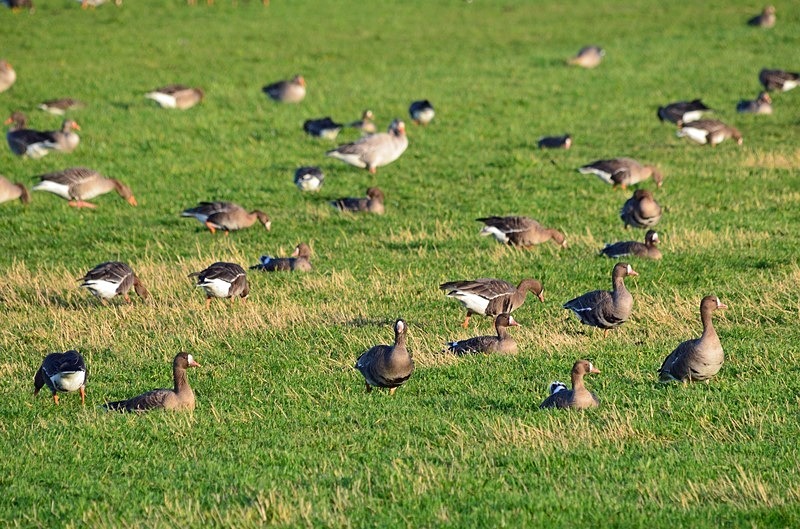 Greater (Russian) White-fronted Goose - Netherlands - December 2019