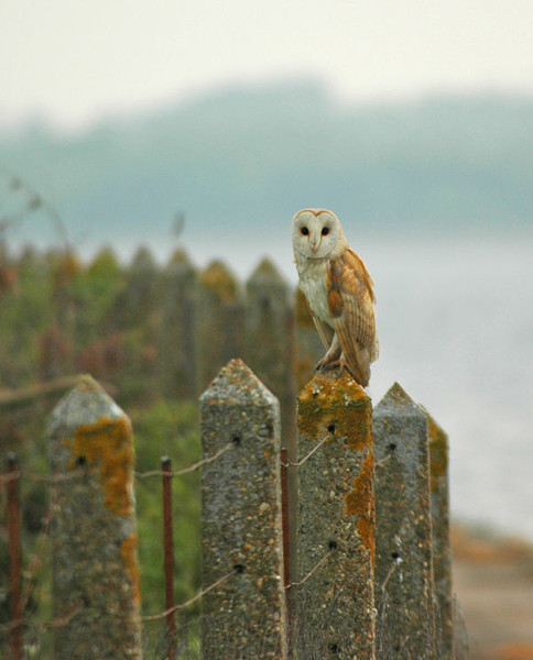 Barn Owl - Owls