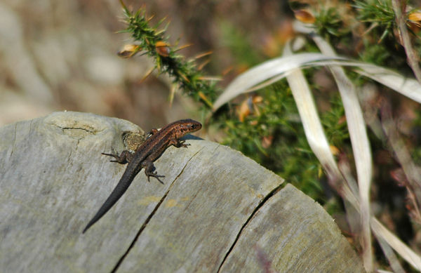 Common Lizard - Lizards