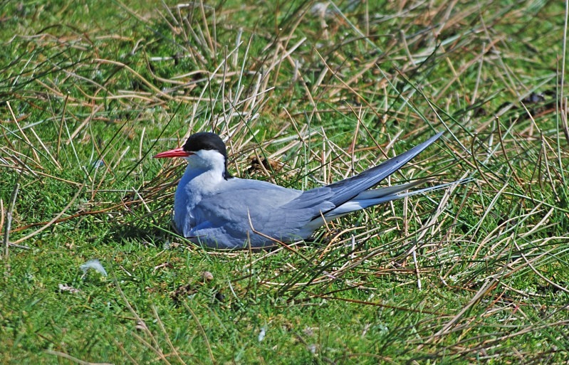 Arctic Tern - Terns