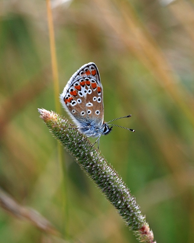 Common Blue - Butterflies