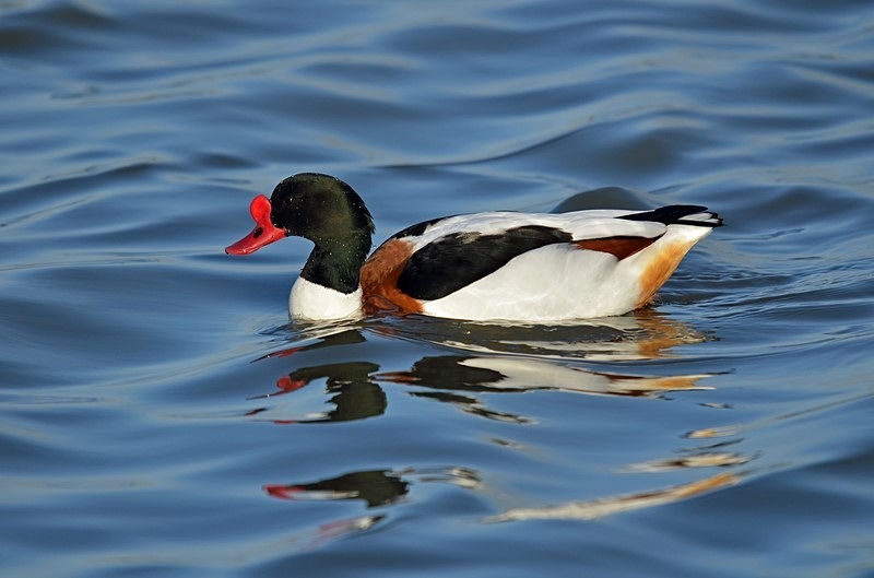 Shelduck - Shelducks